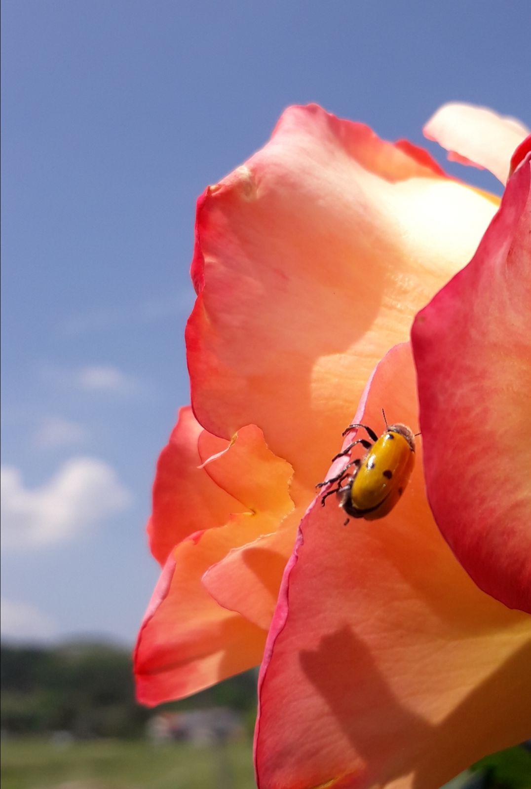 Chrysomelidae su rosa: Lachnaia italica